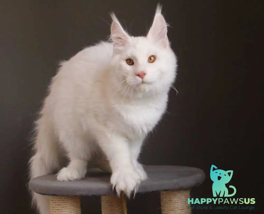 Baikal Maine Coon male red silver shaded - live animals