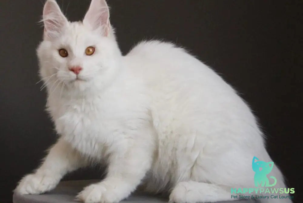 Baikal Maine Coon male red silver shaded - live animals
