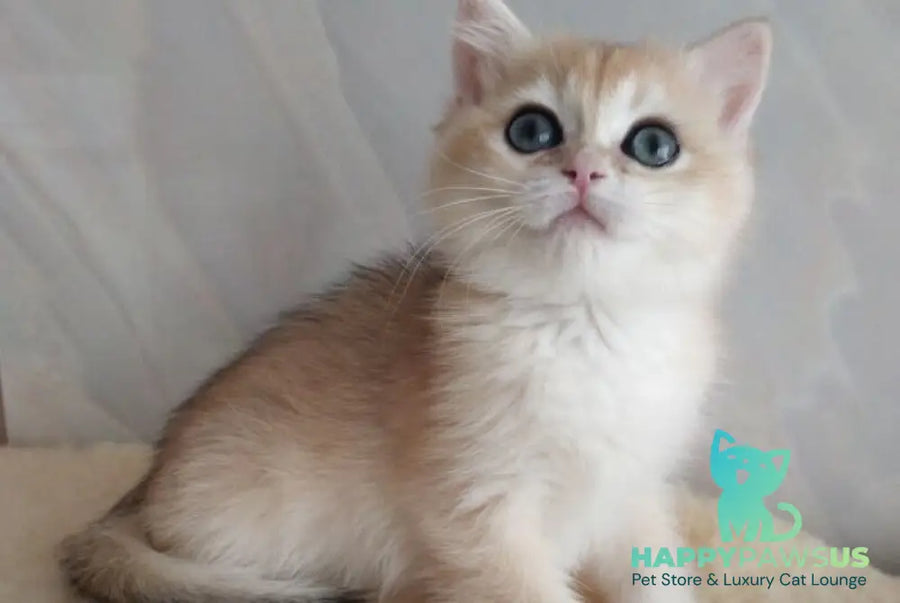 Bailey British Shorthair female black golden chinchilla - live animals