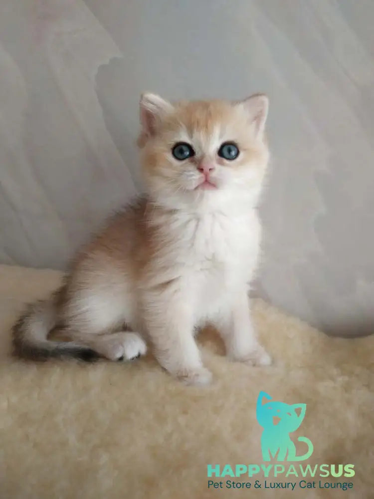 Bailey British Shorthair female black golden chinchilla - live animals