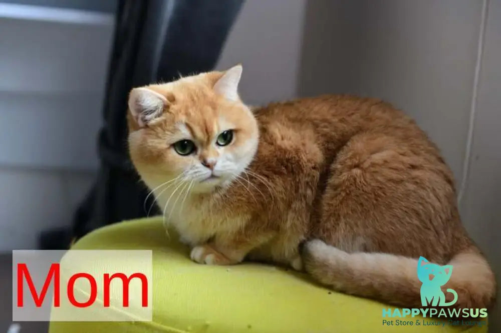 Bailey British Shorthair female black golden chinchilla - live animals