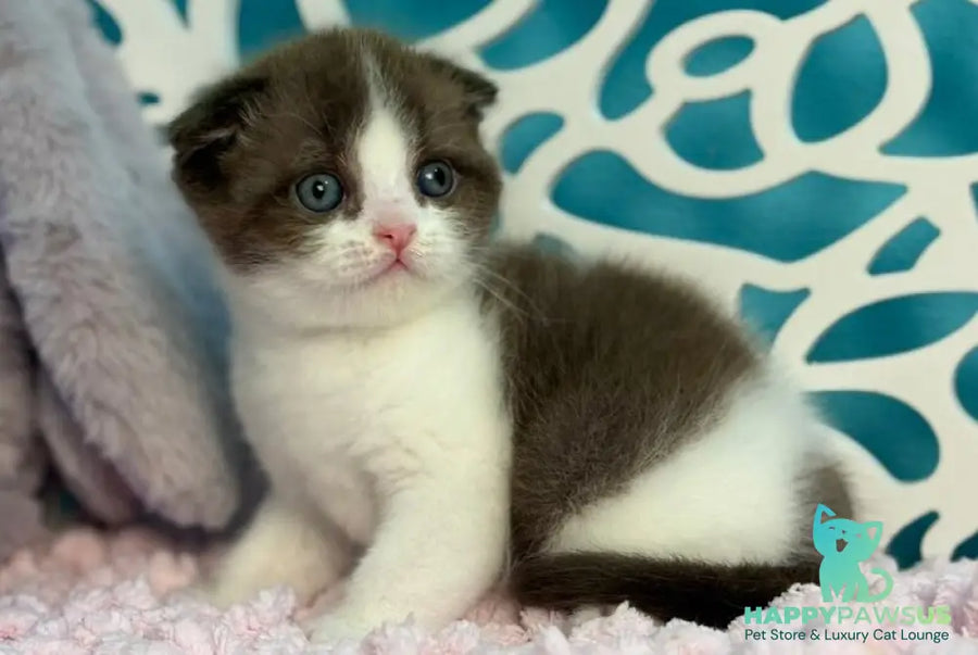 Bailey Scottish Fold male chocolate bicolour - live animals