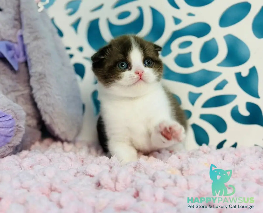 Bailey Scottish Fold male chocolate bicolour - live animals