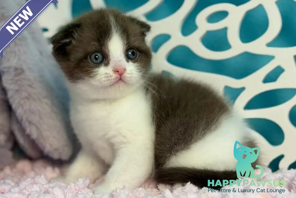 Bailey Scottish Fold male chocolate bicolour - live animals