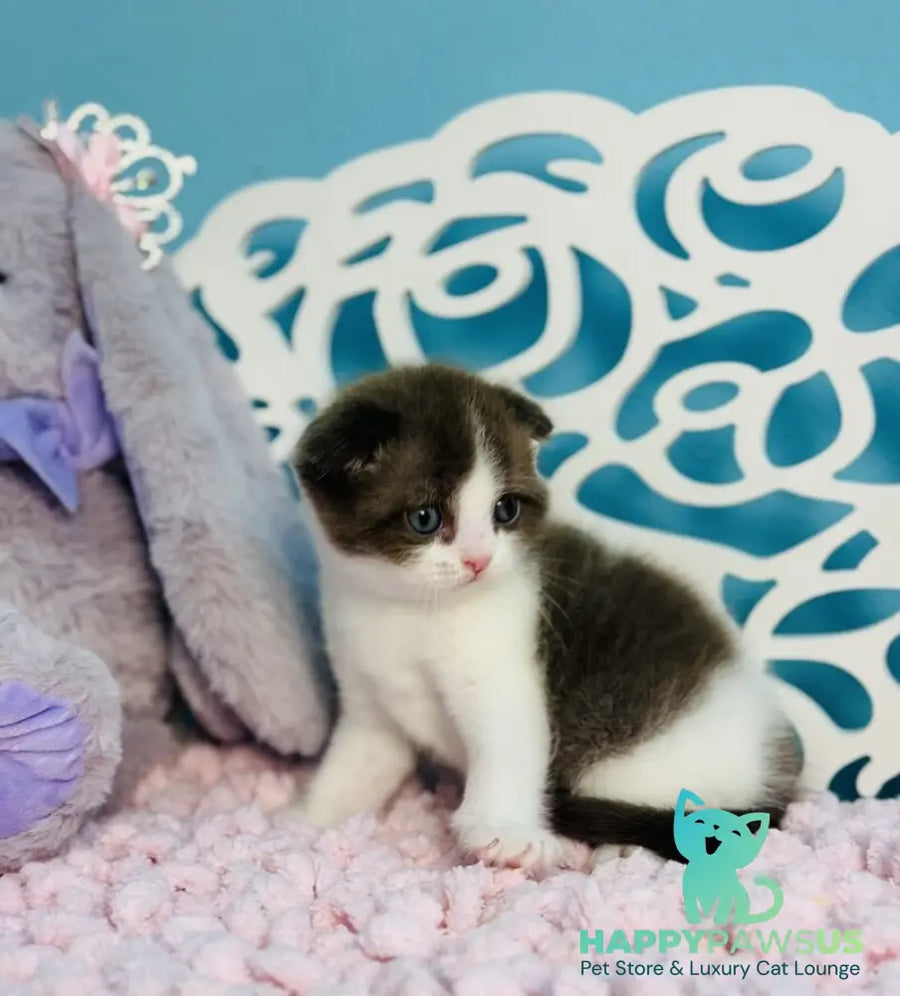 Bailey Scottish Fold male chocolate bicolour - live animals
