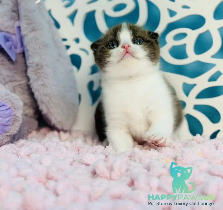 Bailey Scottish Fold male chocolate bicolour - live animals