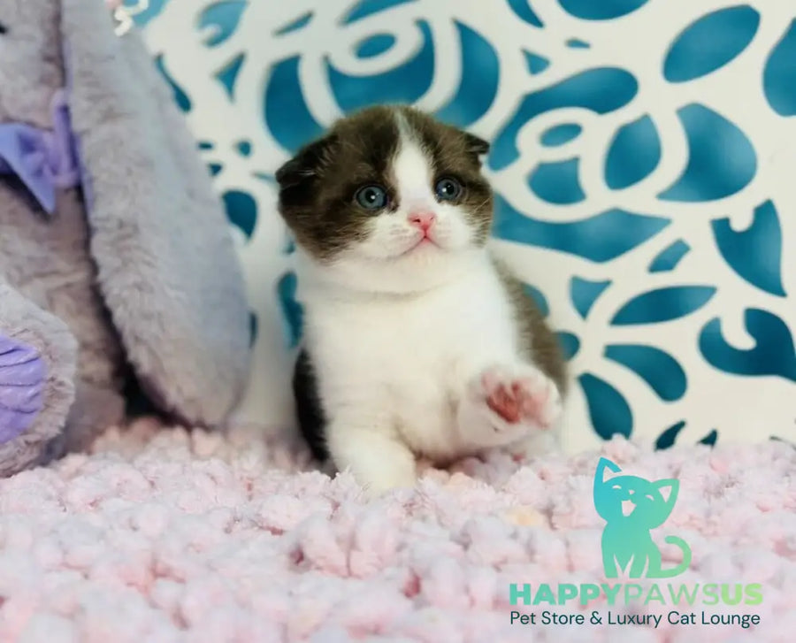Bailey Scottish Fold male chocolate bicolour - live animals