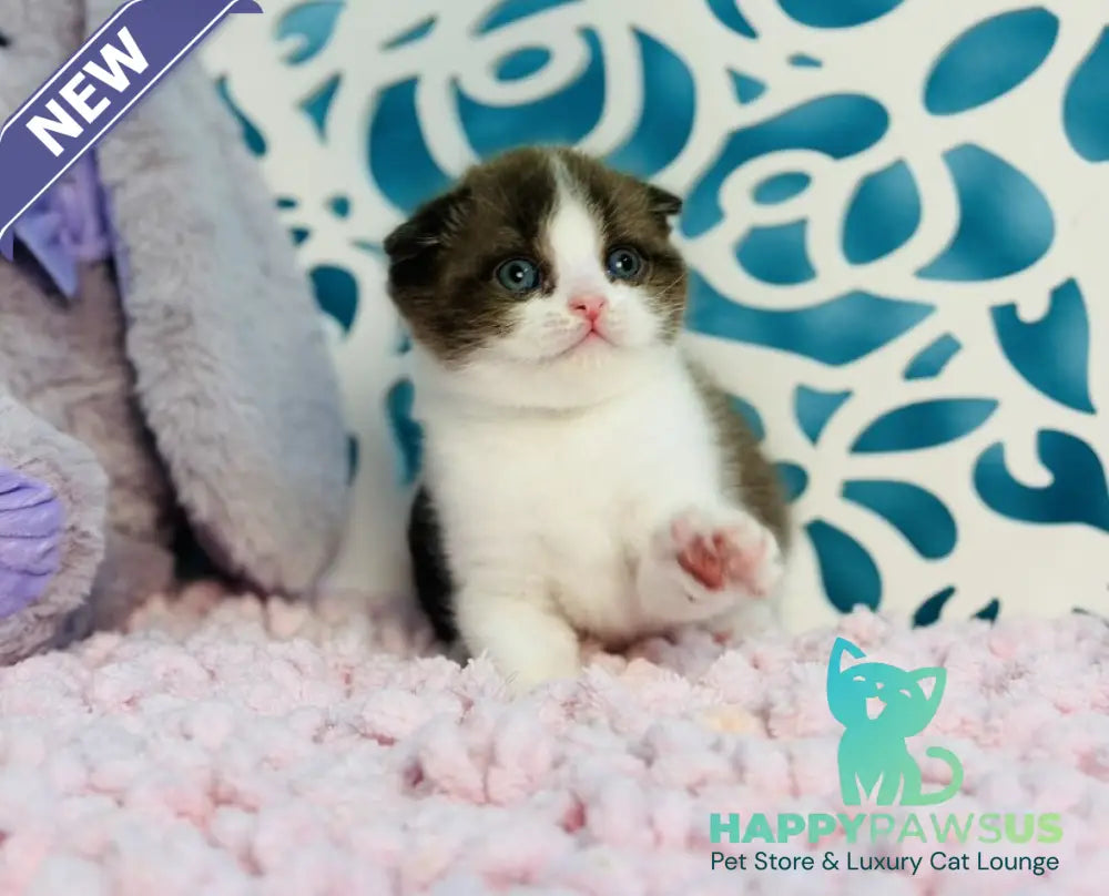 Bailey Scottish Fold male chocolate bicolour - live animals