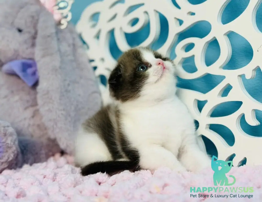 Bailey Scottish Fold male chocolate bicolour - live animals