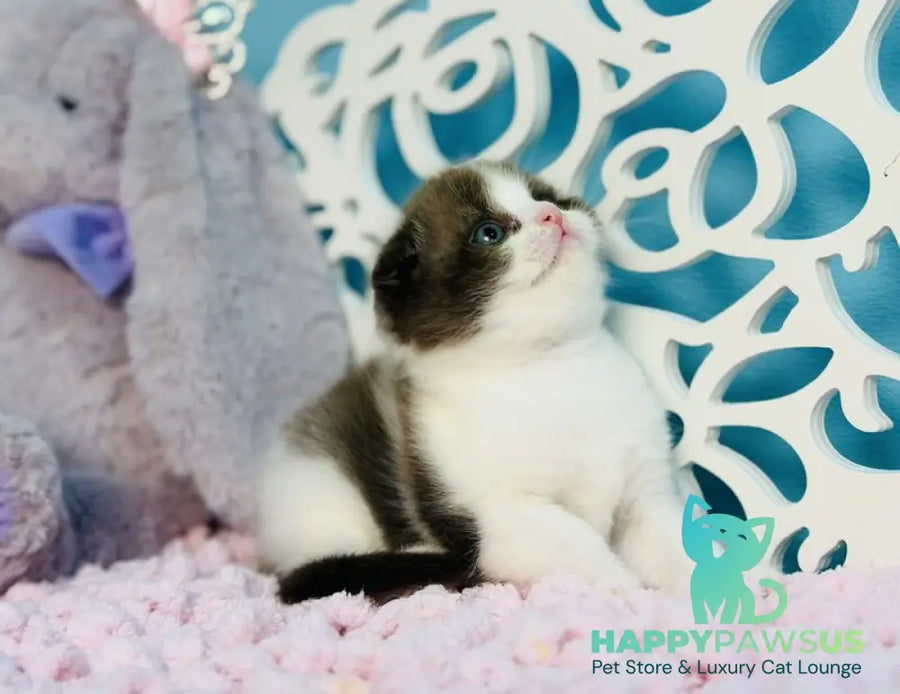 Bailey Scottish Fold male chocolate bicolour - live animals