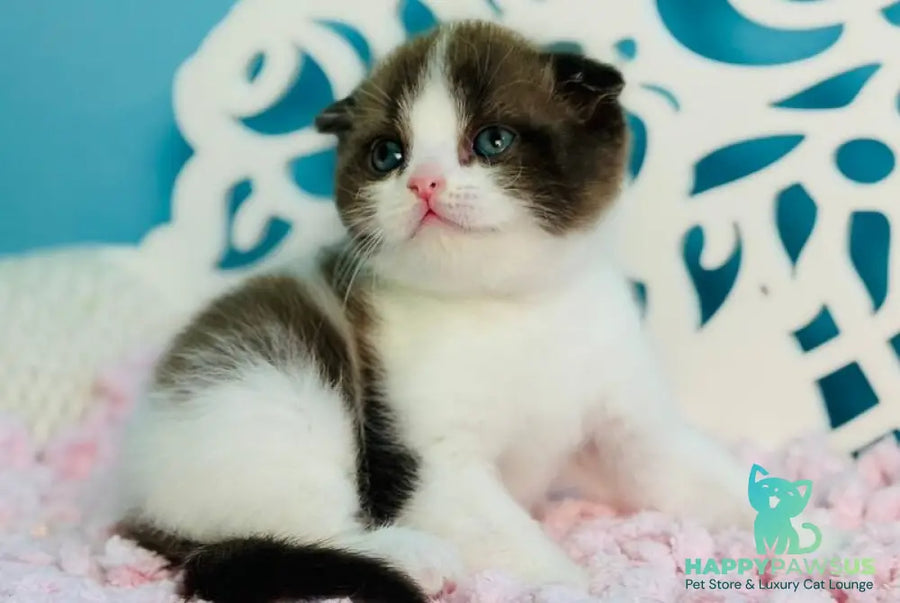 Bailey Scottish Fold male chocolate bicolour - live animals