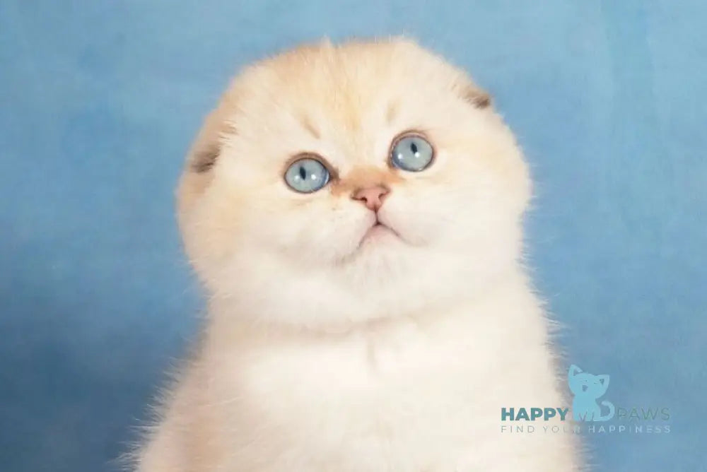 Bairon Scottish Fold male black golden shaded pointed live animals