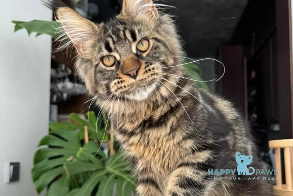 Bajun Maine Coon male black tabby live animals