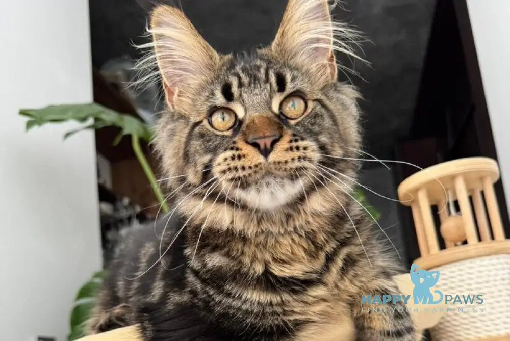 Bajun Maine Coon male black tabby live animals