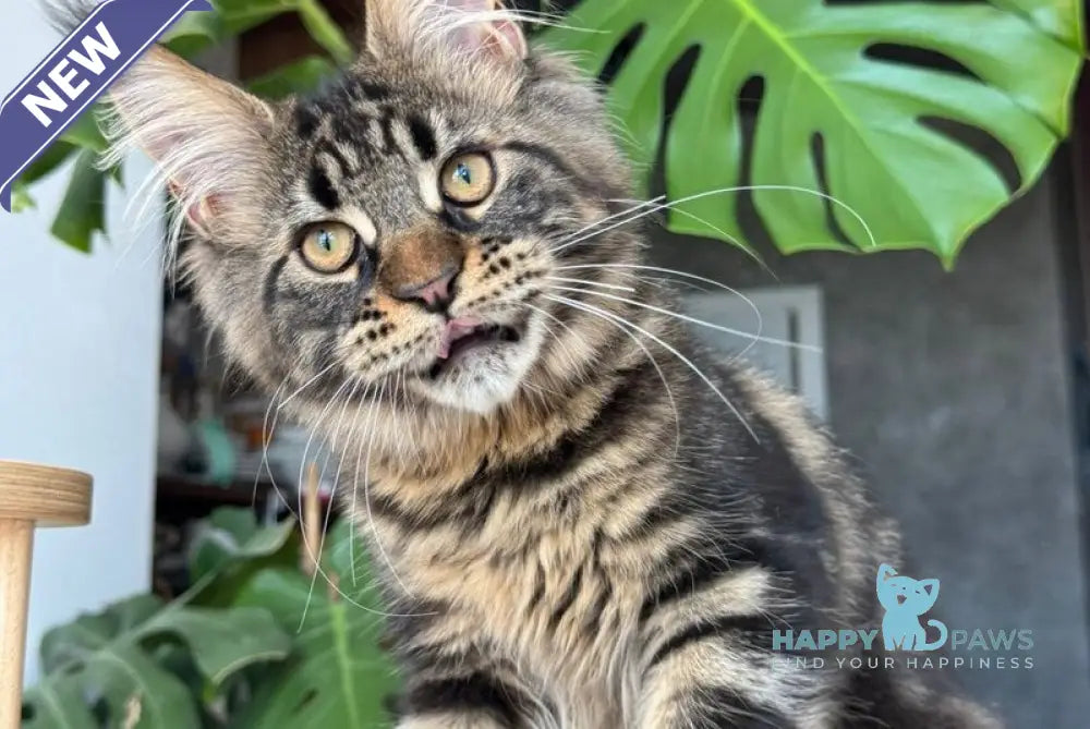 Bajun Maine Coon male black tabby live animals
