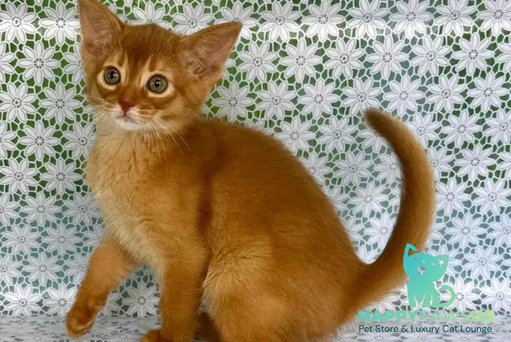 Bakara Abyssinian female sorrel - live animals