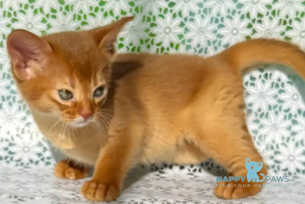 Bakara Abyssinian female sorrel - live animals
