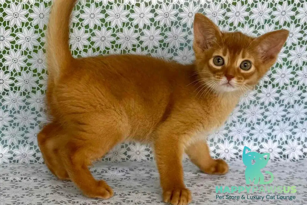 Bakara Abyssinian female sorrel - live animals