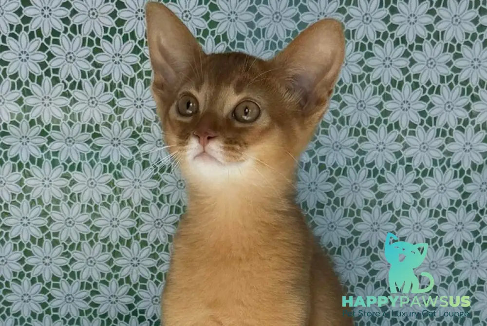 Bakara Abyssinian female sorrel - live animals