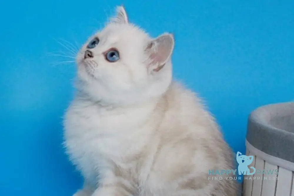 Bakara British Shorthair female black silver tabby pointed live animals