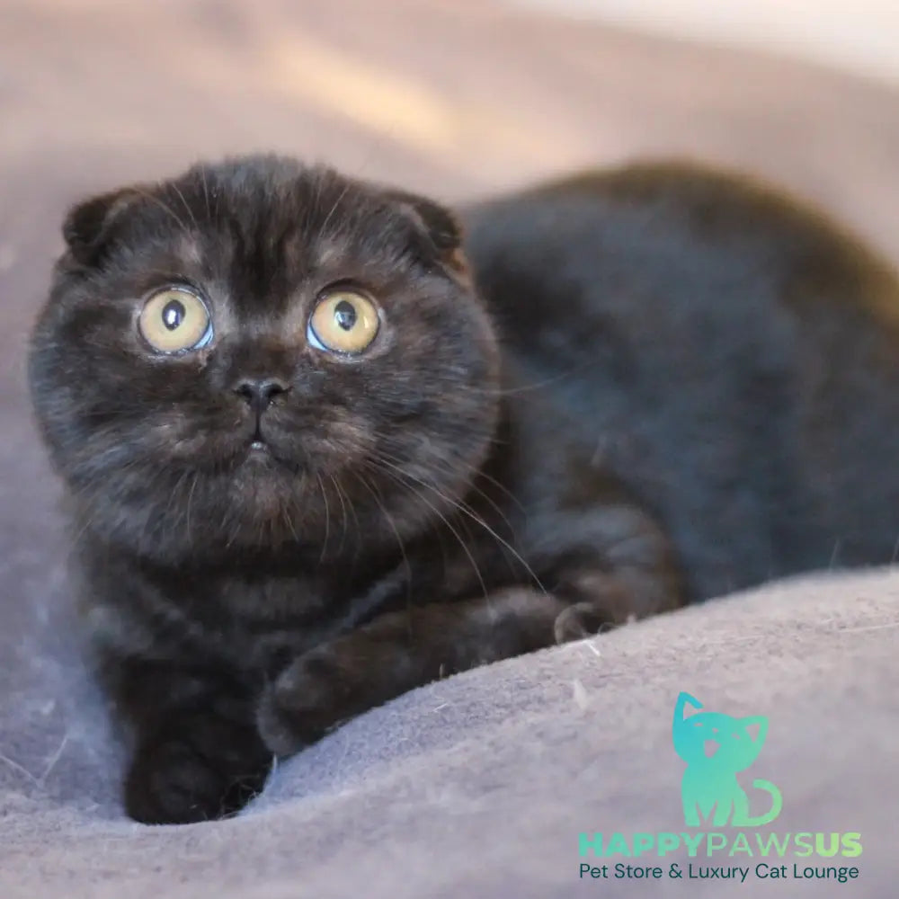 Bakardi Scottish Fold female black - live animals