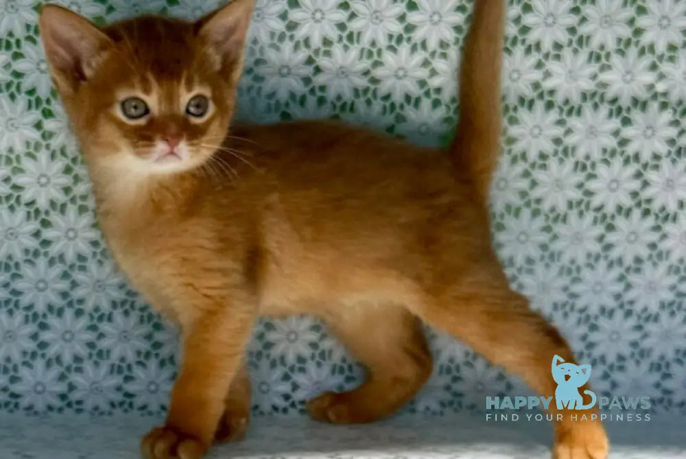 Baks Abyssinian male sorrel - live animals