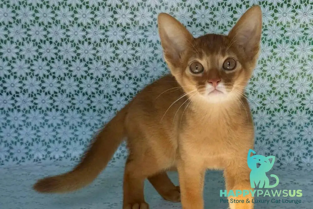 Baks Abyssinian male sorrel - live animals