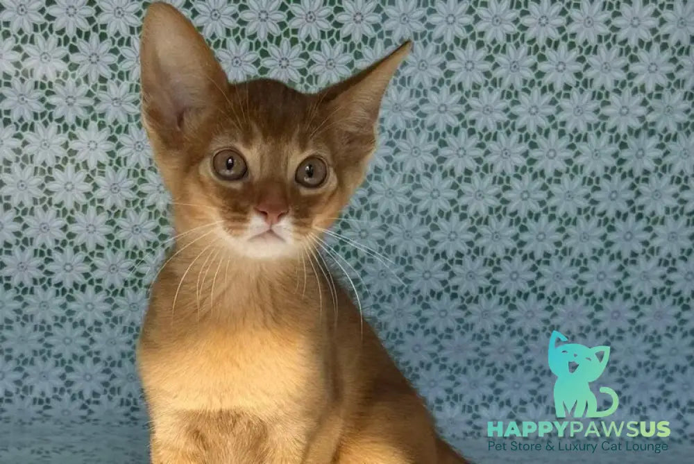 Baks Abyssinian male sorrel - live animals