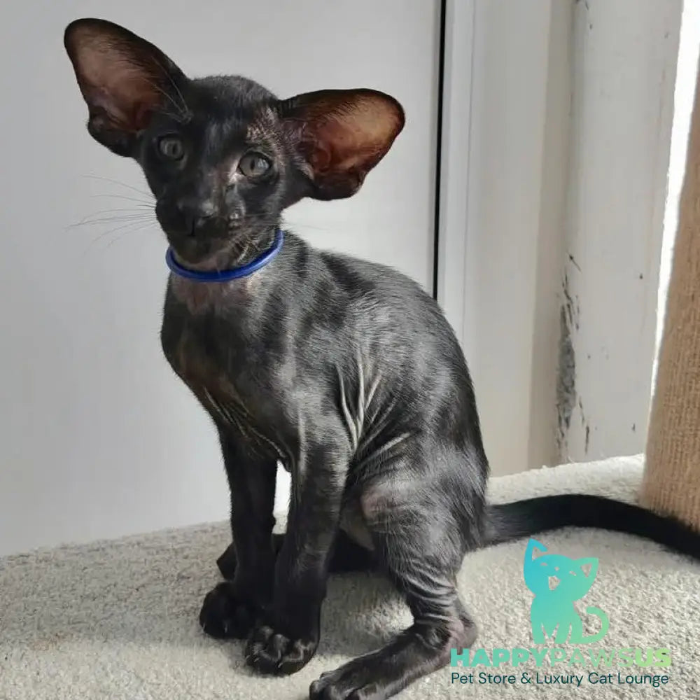 Baks Oriental Shorthair male black - live animals