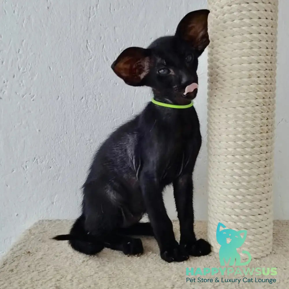 Baks Oriental Shorthair male black - live animals