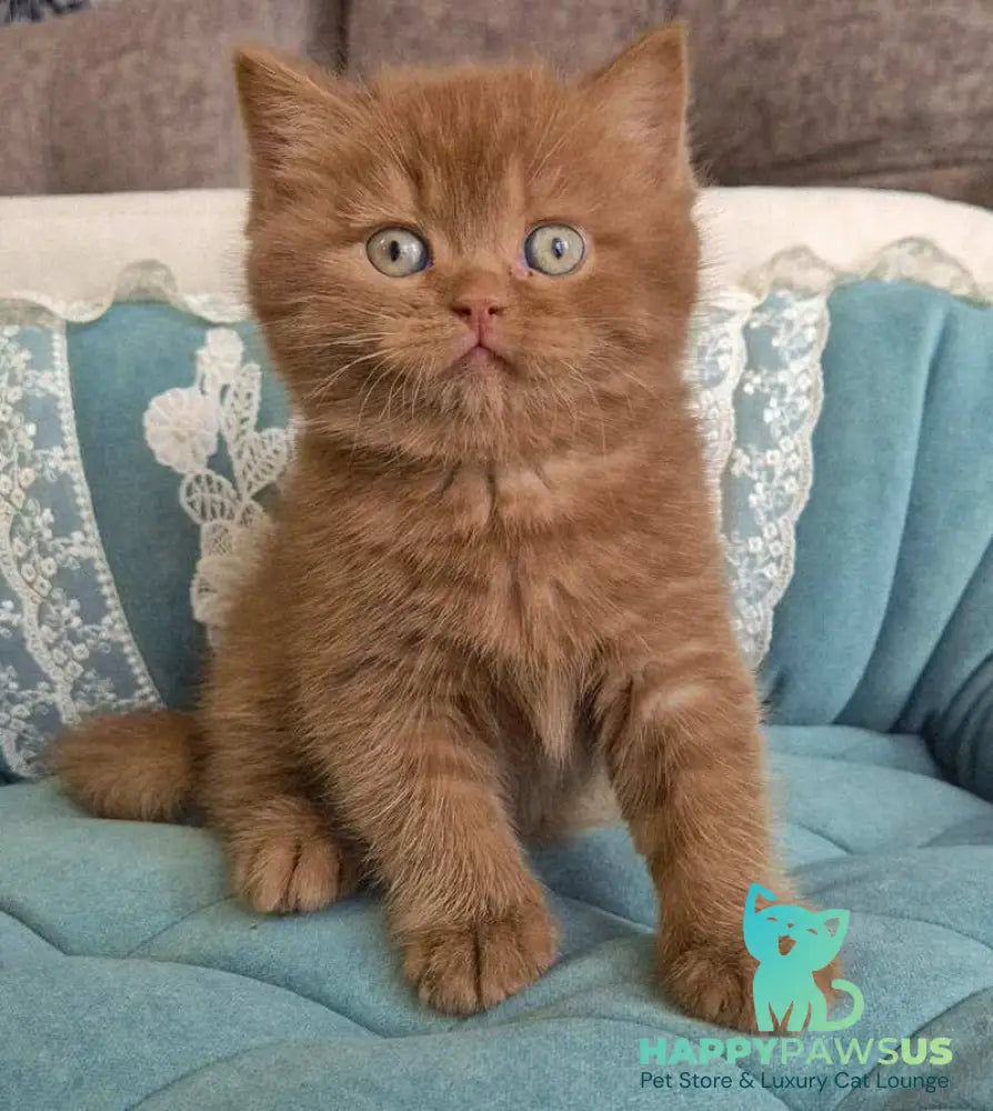 Baksik British Shorthair male cinnamon - live animals