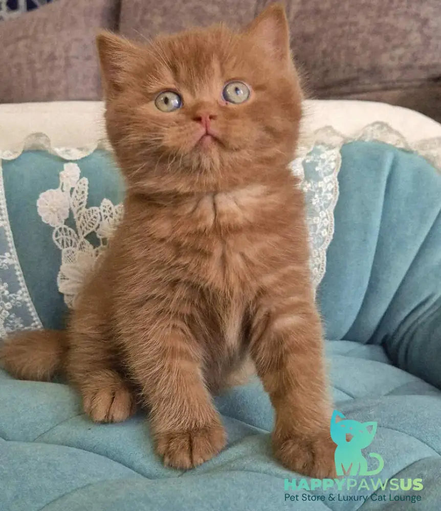 Baksik British Shorthair male cinnamon - live animals