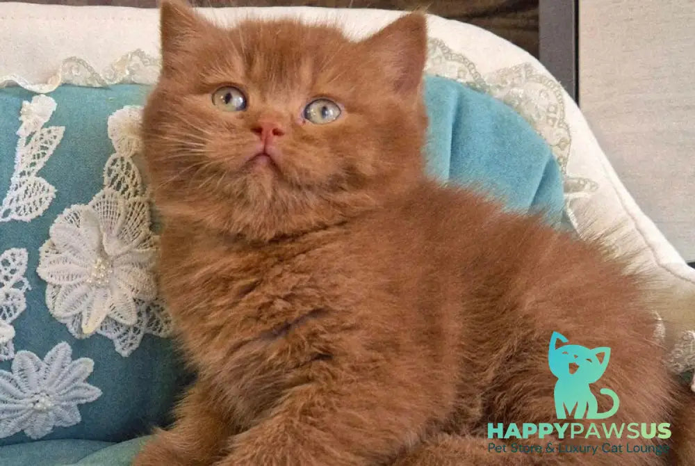Baksik British Shorthair male cinnamon - live animals