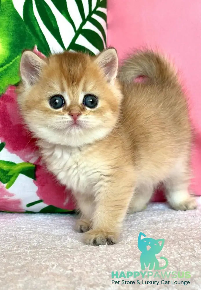 Bala British Shorthair female black golden shaded - live animals