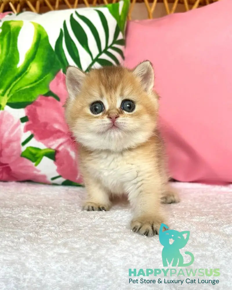 Bala British Shorthair female black golden shaded - live animals