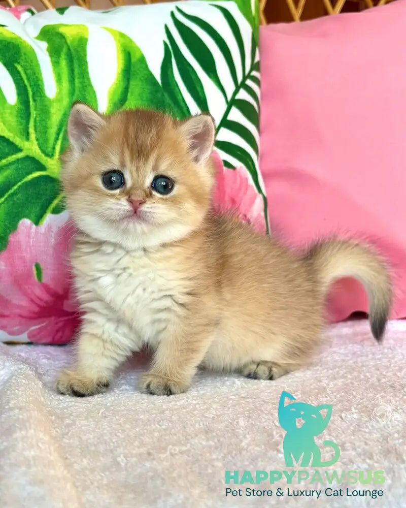 Bala British Shorthair female black golden shaded - live animals