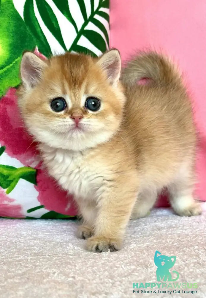 Bala British Shorthair female black golden shaded - live animals