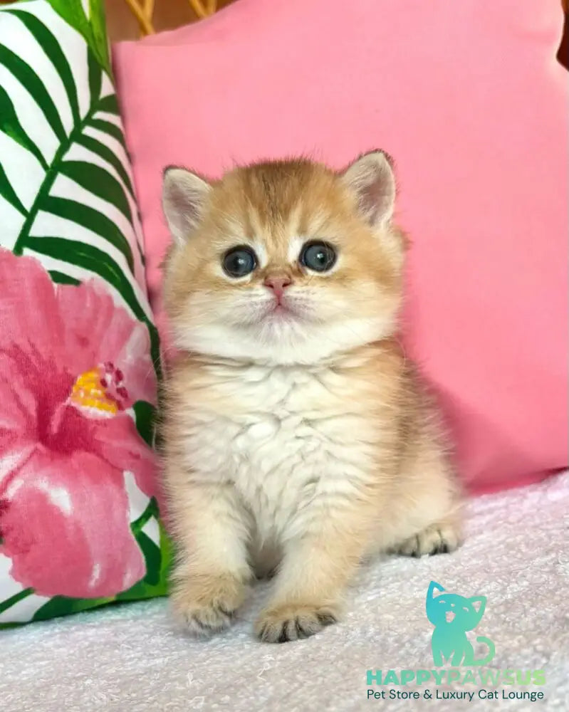 Bala British Shorthair female black golden shaded - live animals