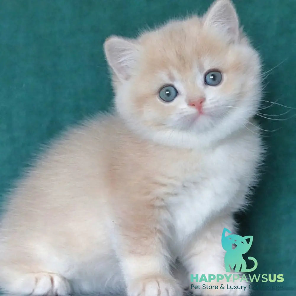 Balenciaga British Shorthair female blue golden chinchilla - live animals