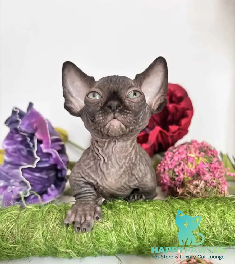 Bali Bambino male black - live animals
