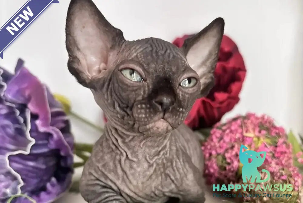 Bali Bambino male black - live animals