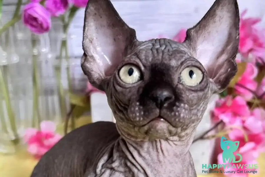 Bali Bambino male black - live animals