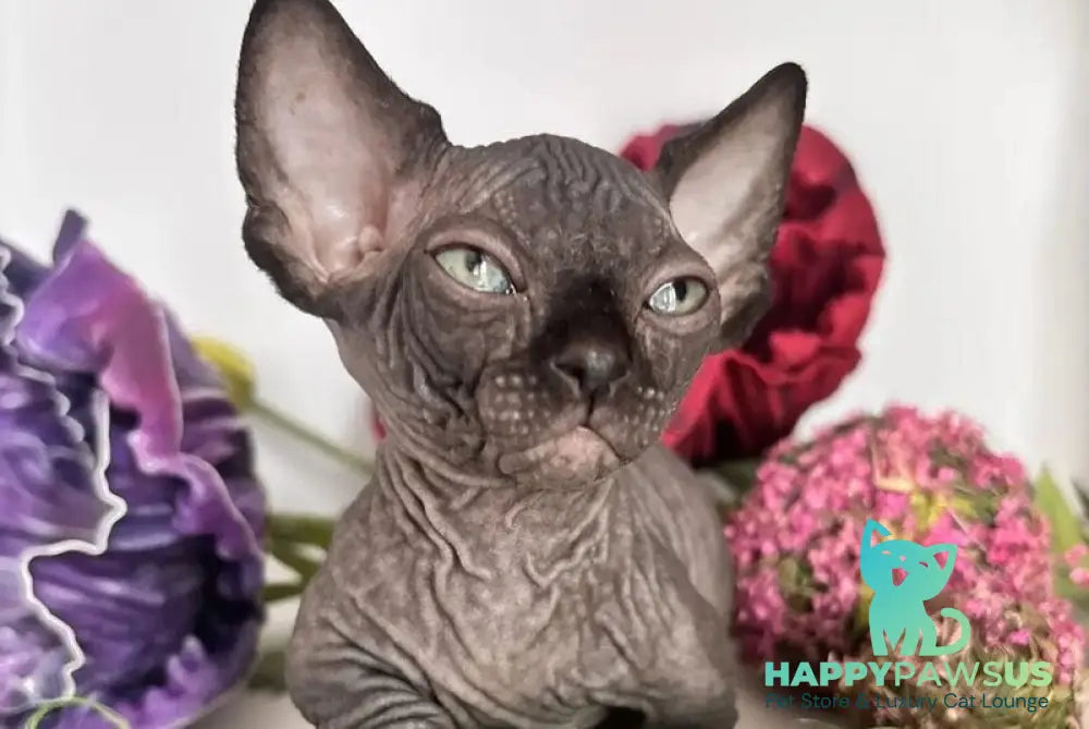Bali Bambino male black - live animals