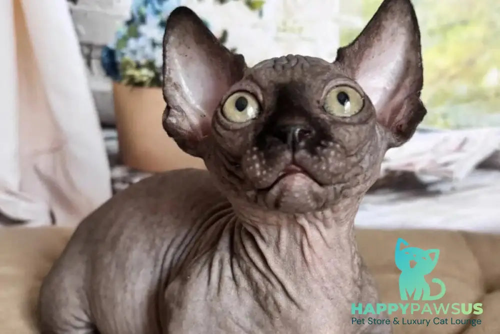 Bali Bambino male black - live animals