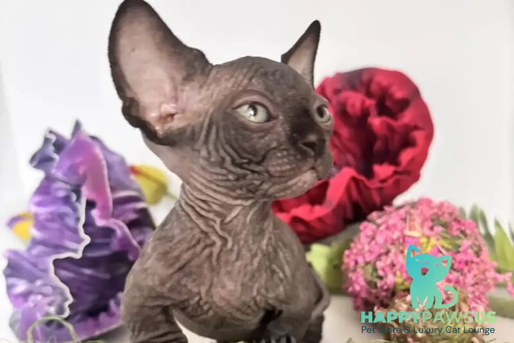 Bali Bambino male black - live animals
