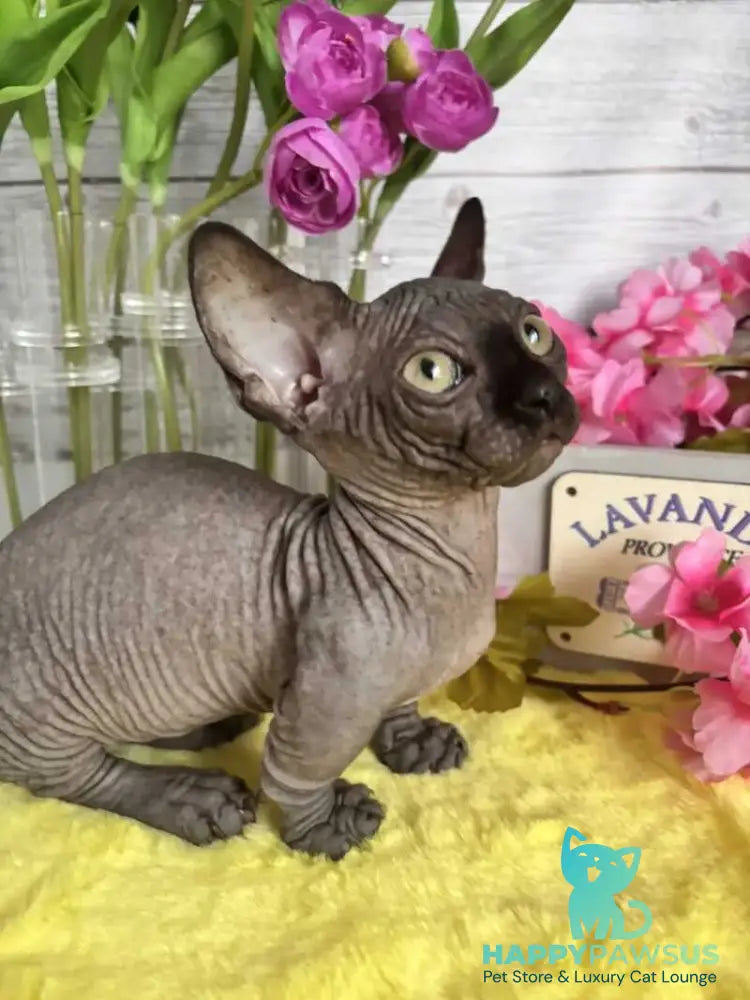 Bali Bambino male black - live animals