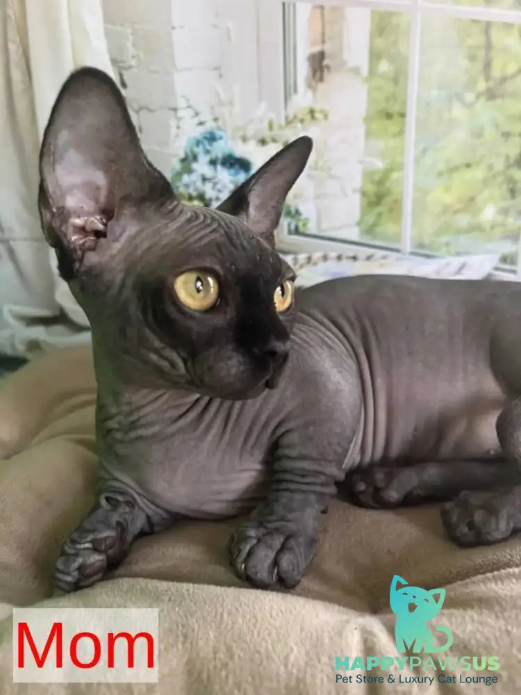 Bali Bambino male black - live animals
