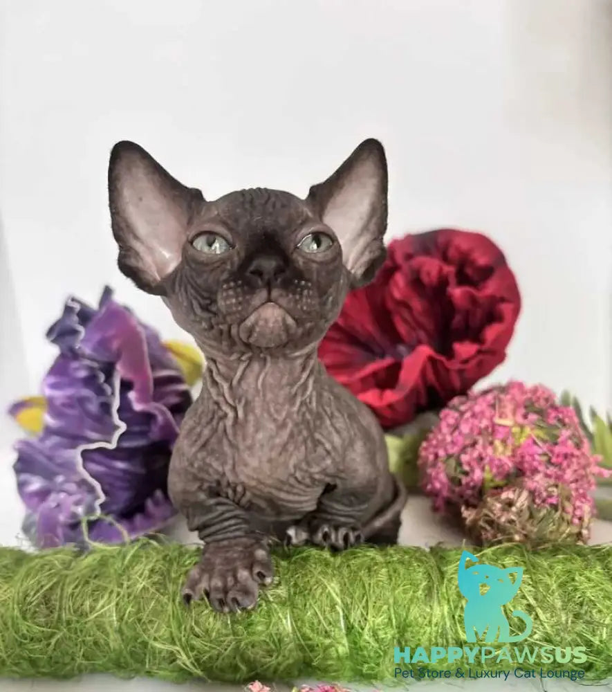 Bali Bambino male black - live animals