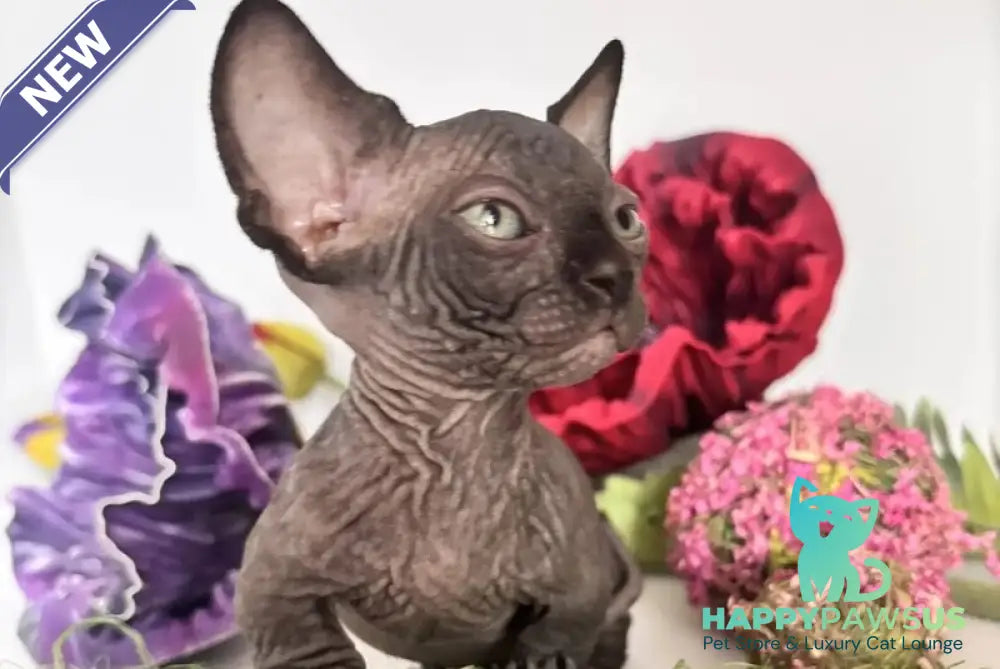 Bali Bambino male black - live animals