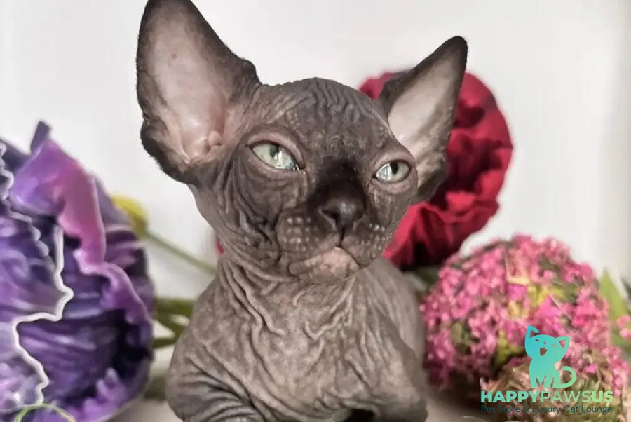 Bali Bambino male black - live animals